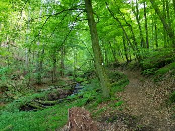 Brunnenpfad Hangard (11)