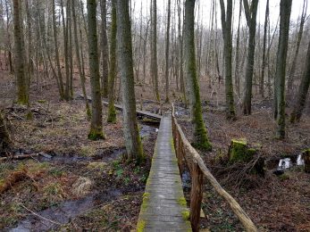 Bärenpfad (25)