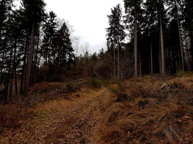 Bärenpfad (3)