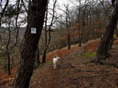 Bärenpfad (9)