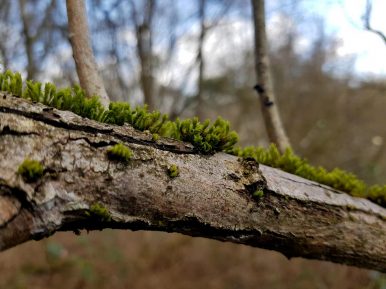 Extratour Mehringer Schweiz Rocite305 (2)