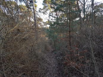 GonsenheimerWald.03