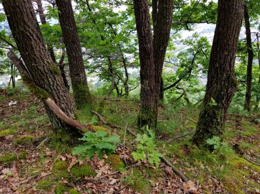 k1600_2016-06-12-16-30-55-1