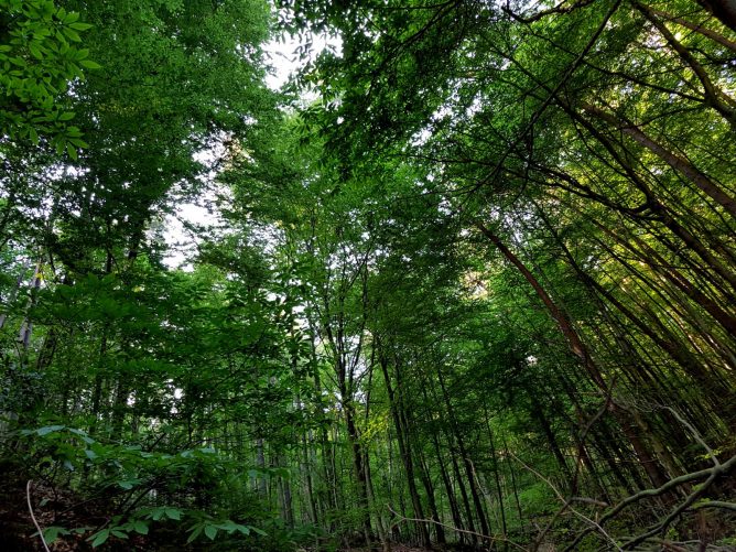 k1600_2016-06-19-18-49-08