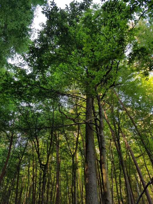 k1600_2016-06-19-18-49-14-1