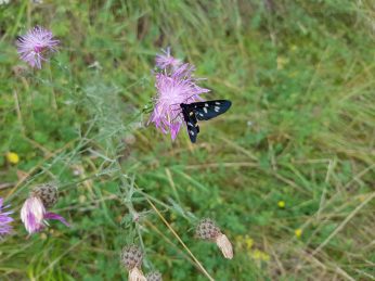 k1600_2016-08-01-17-41-49