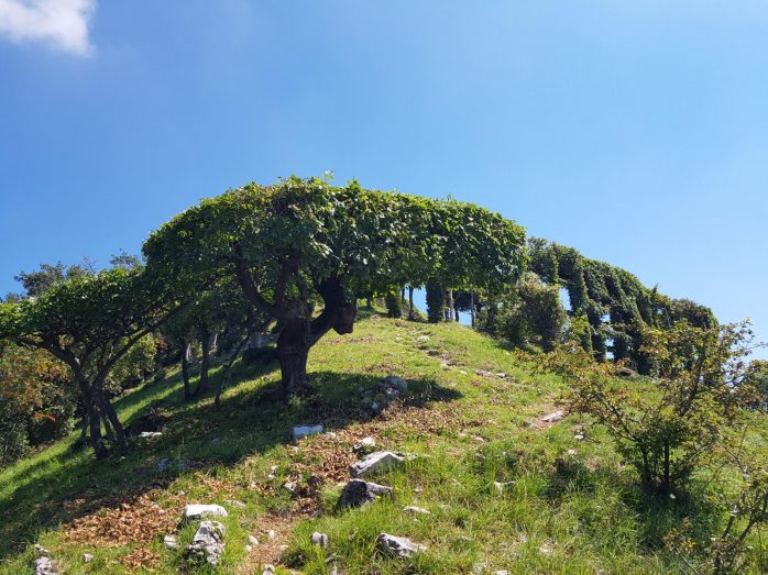 k1600_2016-08-14-13-11-32