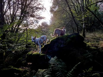 k1600_2016-10-09-17-25-53