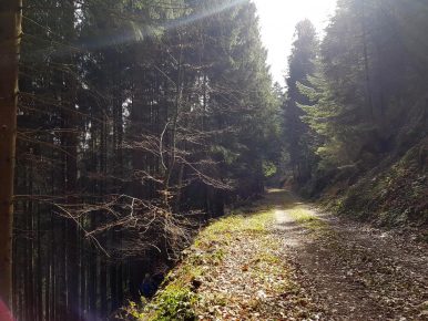 Revierguide Suedpfalz Tag 2 Inov8 Roclite305 (37)