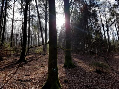 Revierguide Suedpfalz Tag 2 Inov8 Roclite305 (41)