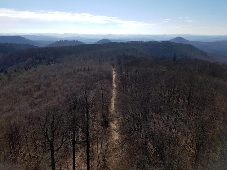 Revierguide Suedpfalz Tag 2 Inov8 Roclite305 (72)