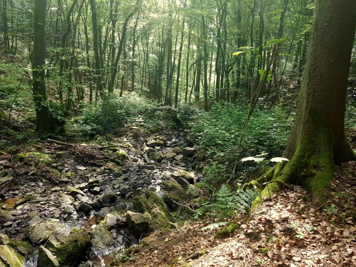 SHS-Wandermarathon (18)