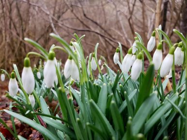 Saar-Riesling-Steig - Inov-8 Roclite 305 (1)