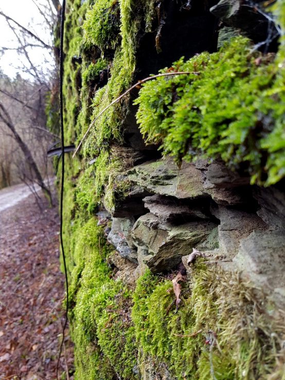 Saar-Riesling-Steig - Inov-8 Roclite 305 (13)