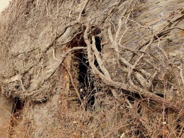 Saar-Riesling-Steig - Inov-8 Roclite 305 (19)