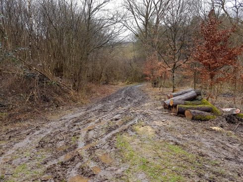 Saar-Riesling-Steig - Inov-8 Roclite 305 (2)