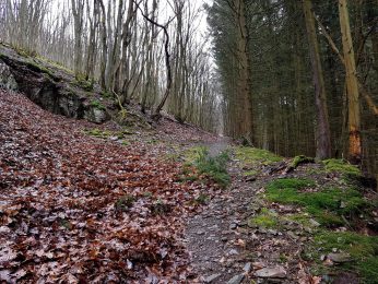 Saar-Riesling-Steig - Inov-8 Roclite 305 (3)