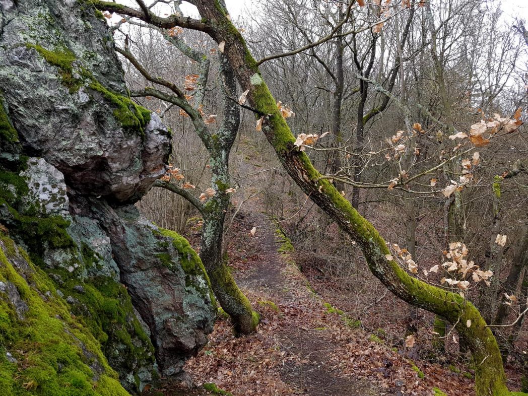 Saar-Riesling-Steig - Inov-8 Roclite 305 (32)