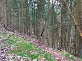 Saar-Riesling-Steig - Inov-8 Roclite 305 (5)