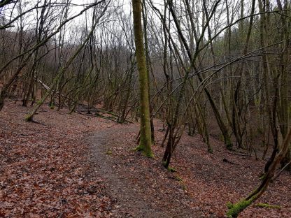 Saar-Riesling-Steig - Inov-8 Roclite 305 (7)