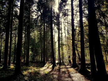 Saarschleife-Trail (5)