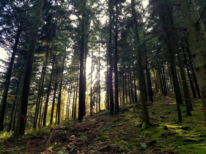 Saarschleife-Trail (6)