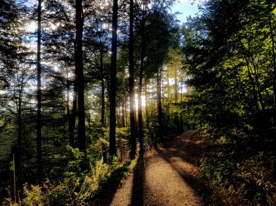 Trailrunning - Trier (15)