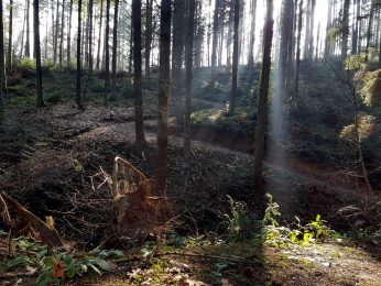 Trailrunning - Trier (17)