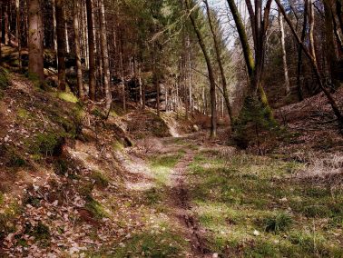 Trailrunning - Trier (2)