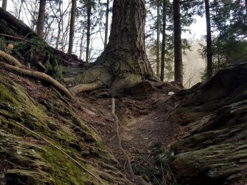 Trailrunning - Trier (21)