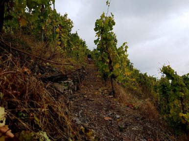 Trailrunning - Trier (33)