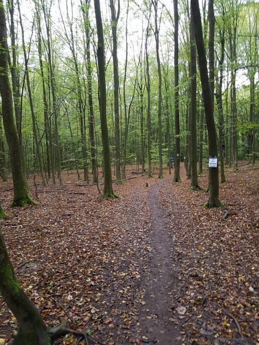 Urwaldlauf (11)