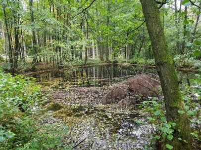 Urwaldlauf (9)