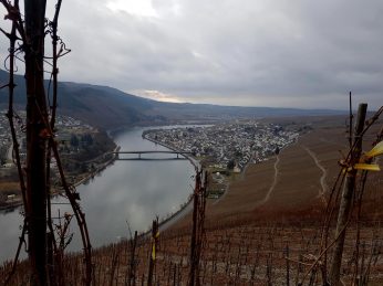 Zitronenkrämerkreuz.06