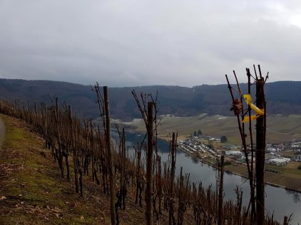 Zitronenkrämerkreuz.09