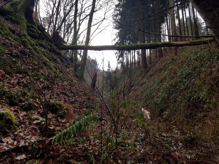 Zitronenkrämerkreuz.14