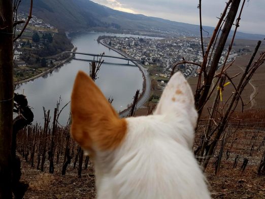 Zitronenkrämerkreuz.16