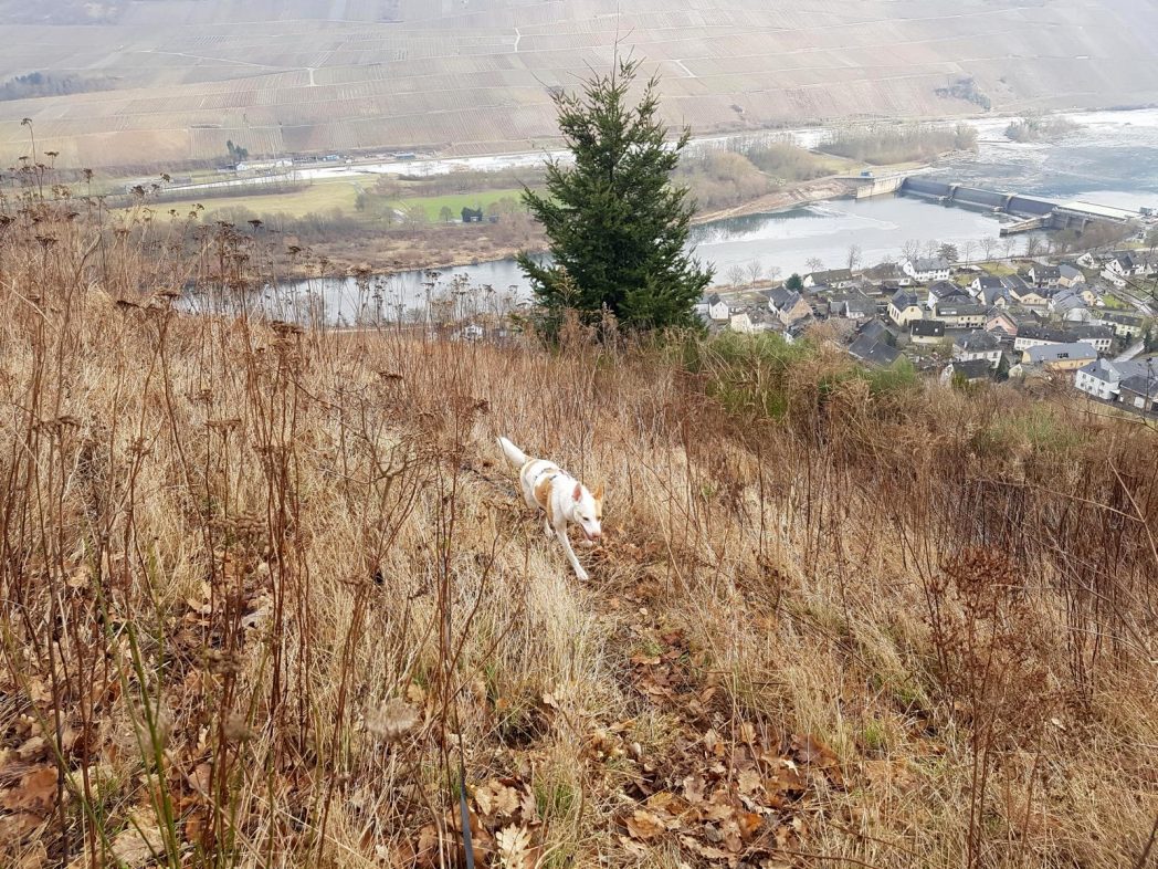 Zitronenkrämerkreuz.30