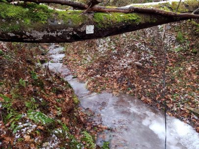 Zitronenkrämerkreuz.32