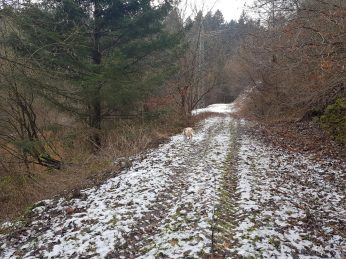 Zitronenkrämerkreuz.39