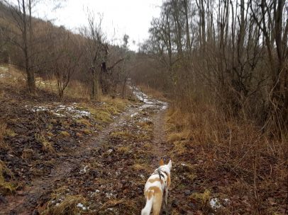 Zitronenkrämerkreuz.42