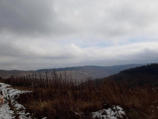 Zitronenkrämerkreuz.48